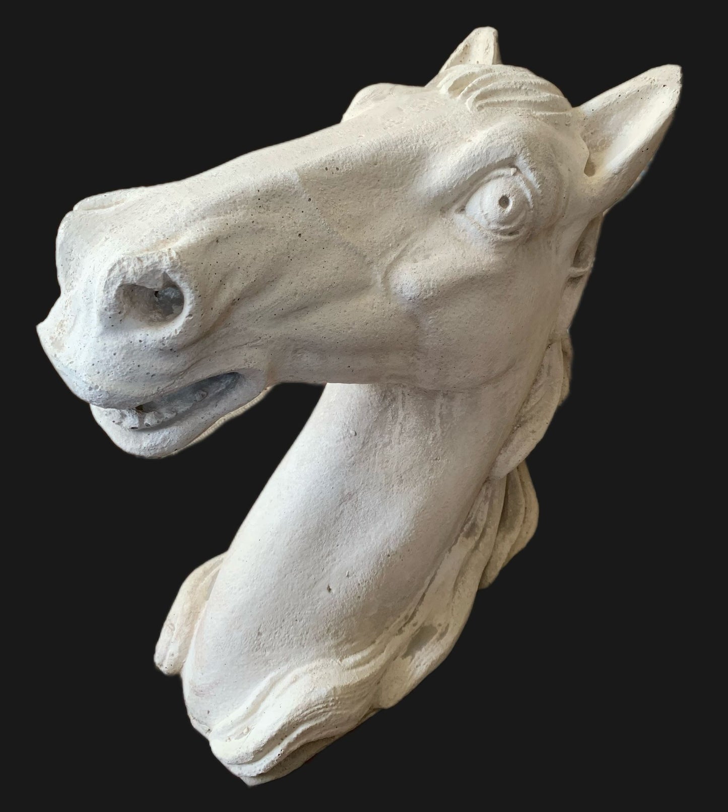 TESTA DI CAVALLO