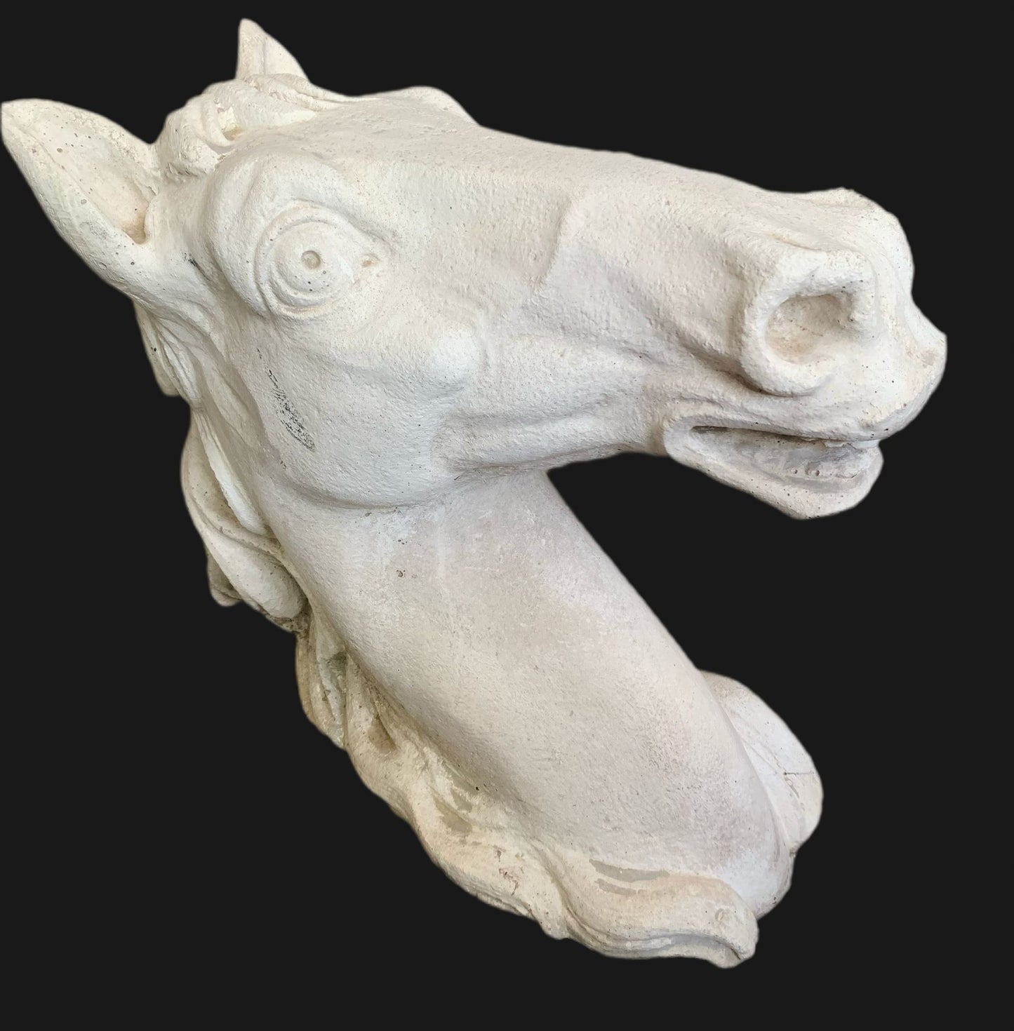 TESTA DI CAVALLO