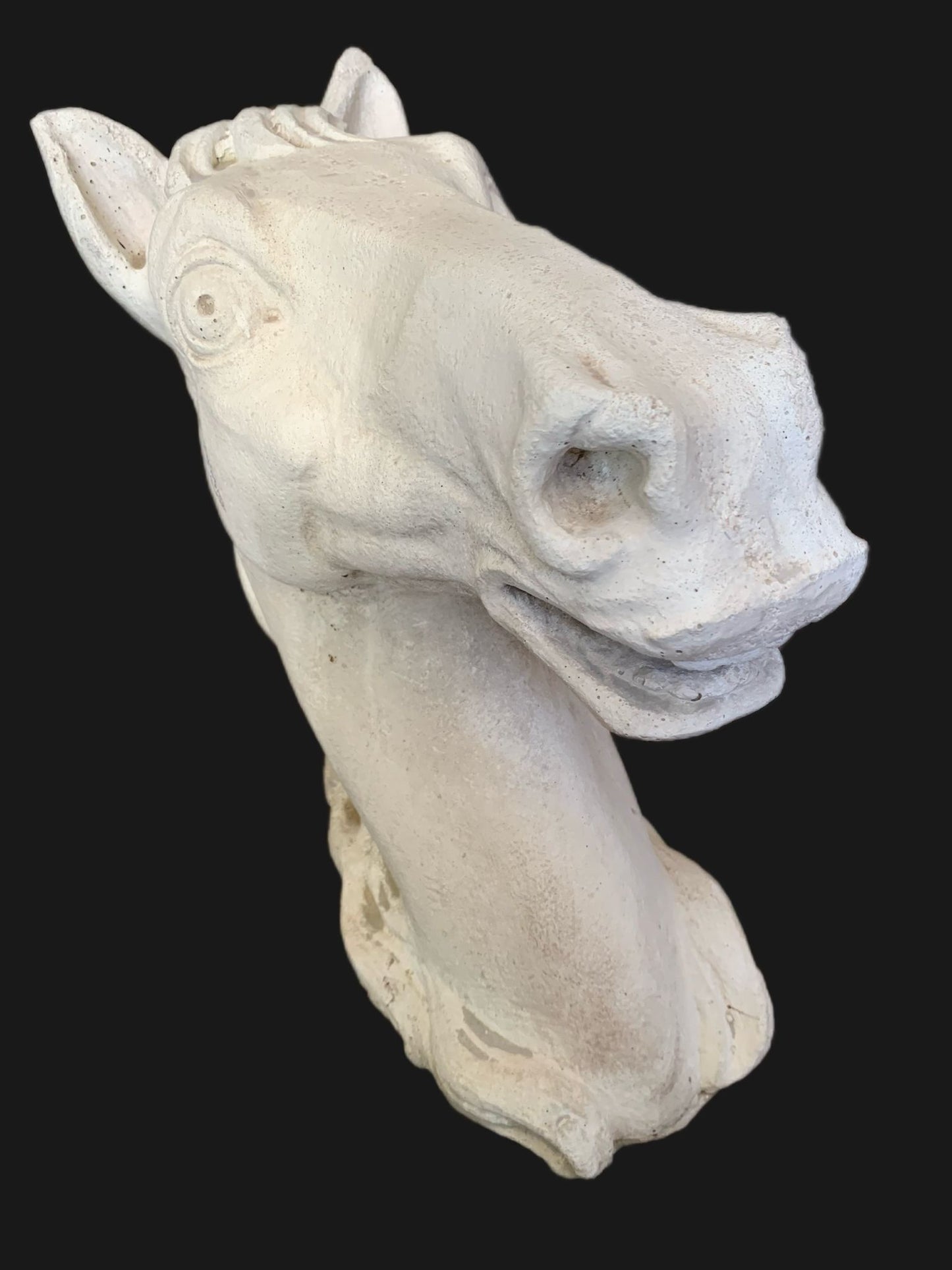 TESTA DI CAVALLO